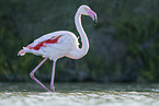 greater flamingo