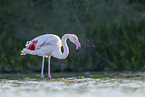 greater flamingo