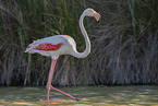 greater flamingo