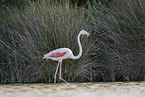 greater flamingo