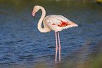 greater flamingo
