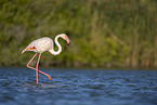 greater flamingo