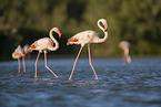 greater flamingo