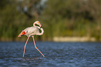 greater flamingo