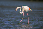 greater flamingo