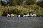 greater flamingo