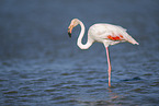 greater flamingo