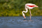 greater flamingo