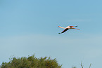 greater flamingo