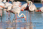 greater flamingo