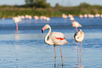 greater flamingo