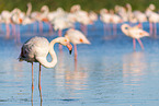 greater flamingo