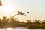 greater flamingo