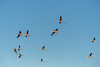 greater flamingo