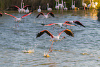 greater flamingo