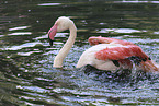 greater flamingo