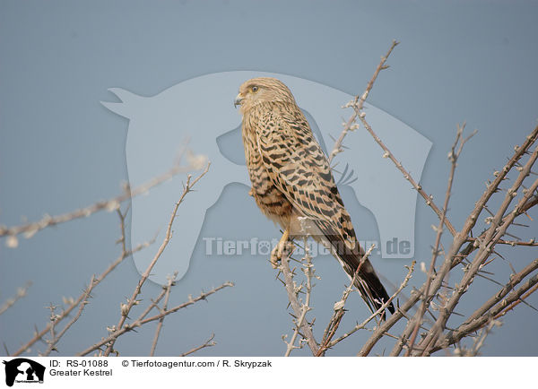 Steppenfalke / Greater Kestrel / RS-01088