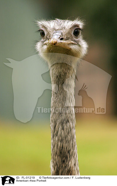 Nandu Portrait / American rhea Portrait / FL-01219