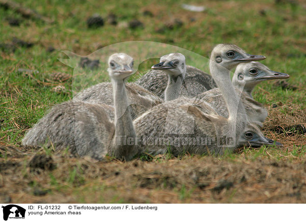 Junge Nandus / young American rheas / FL-01232