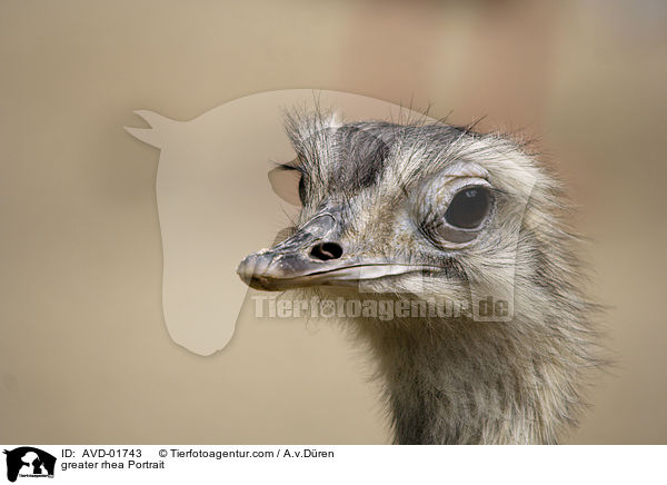 Nandu Portrait / greater rhea Portrait / AVD-01743