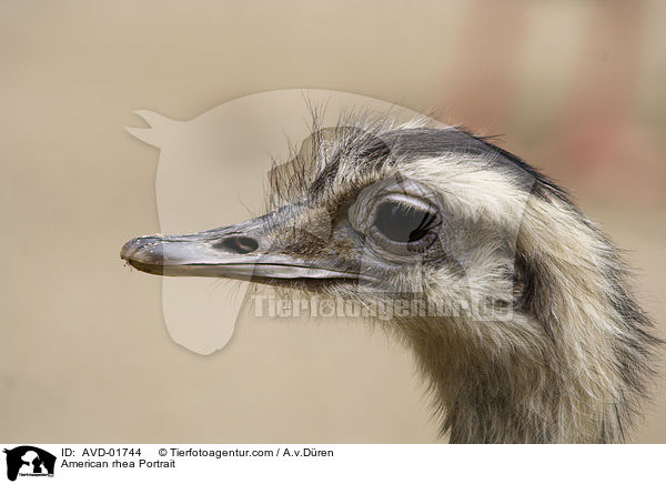 American rhea Portrait / AVD-01744