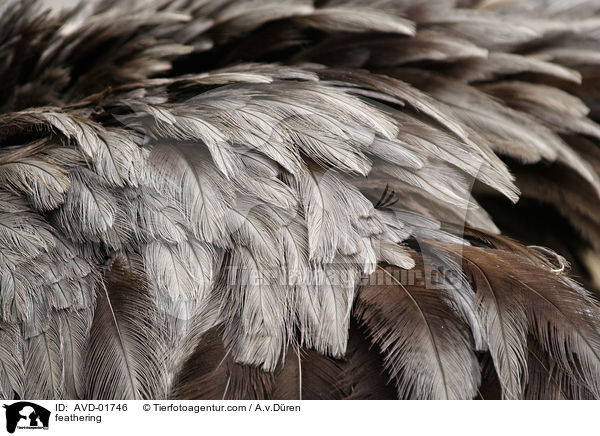 Nandu Federn / feathering / AVD-01746