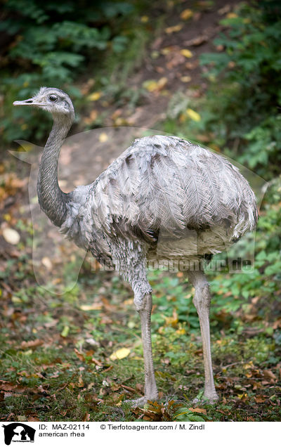 Nandu / american rhea / MAZ-02114