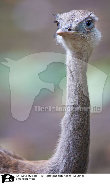 Nandu / american rhea / MAZ-02118