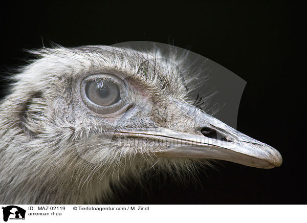 Nandu / american rhea / MAZ-02119