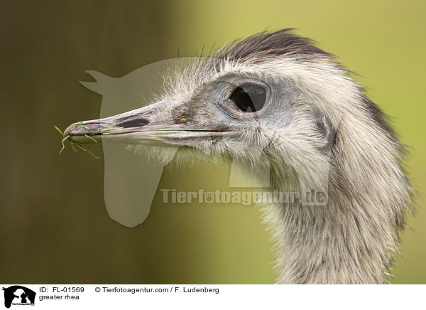 greater rhea / FL-01569