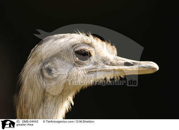 Nandu / greater rhea / DMS-04642