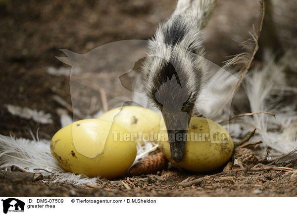 Nandu / greater rhea / DMS-07509