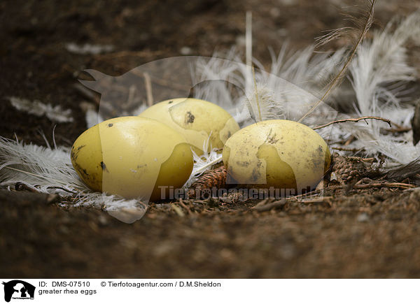 greater rhea eggs / DMS-07510