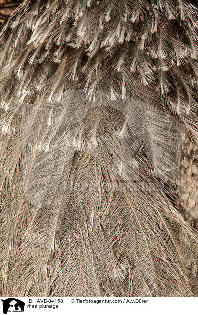 Nandu Gefieder / rhea plumage / AVD-04158