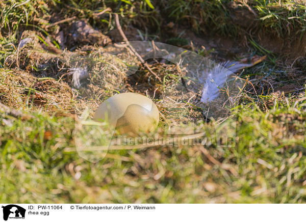 Nandu Ei / rhea egg / PW-11064