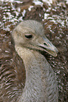 common rhea