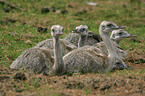 young American rheas