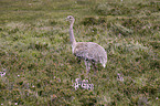 greater rhea