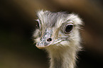 greater rhea Portrait