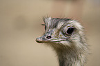 greater rhea Portrait