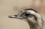 American rhea Portrait