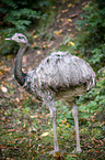 american rhea