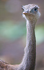 american rhea