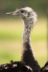 greater rhea