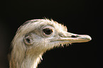 greater rhea