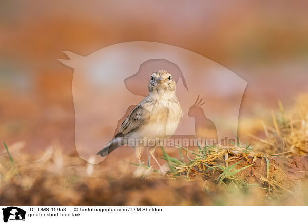 Kurzzehenlerche / greater short-toed lark / DMS-15953