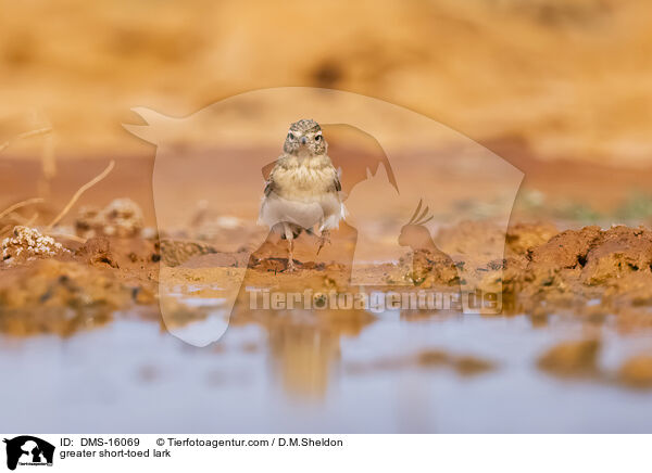 Kurzzehenlerche / greater short-toed lark / DMS-16069