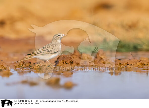 greater short-toed lark / DMS-16074