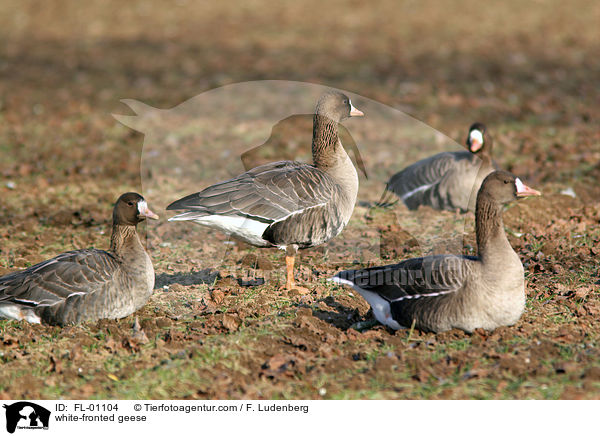 white-fronted geese / FL-01104