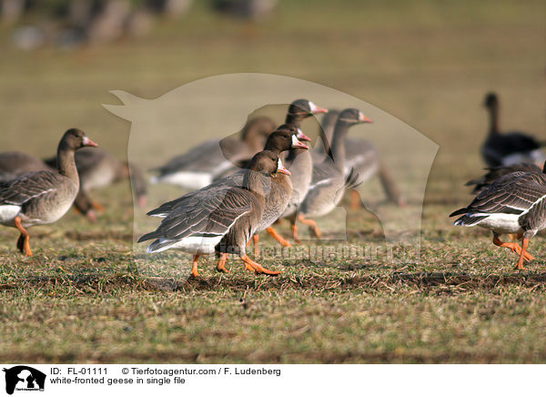 white-fronted geese in single file / FL-01111